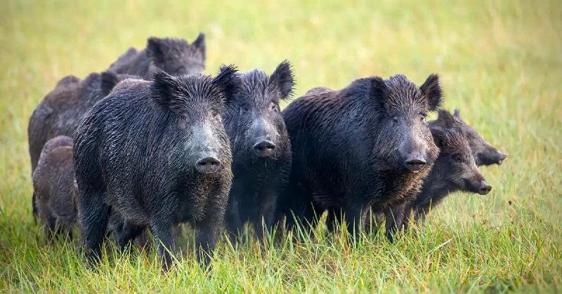 Bonjours à tous il nous reste quelque place au poste pour le 7 novembre et 5 décembre , rappelle du plan de chasse 