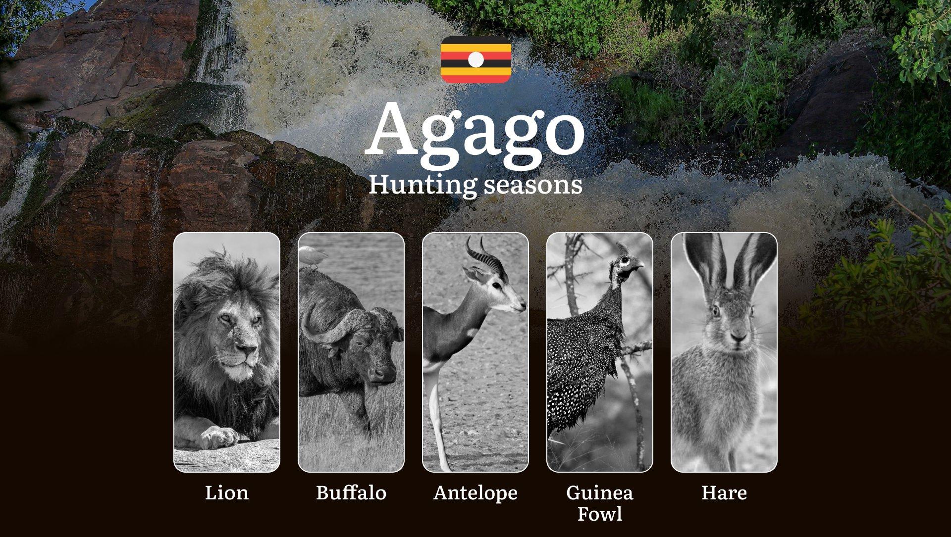 Seasonal Hunting Periods in Agago: Limits and Seasonal Prohibitions, Licensing Conditions, Fines and Legal Effects of Non-Compliance, Strategic Preparation, Best Hunting Times, Gear Choices 