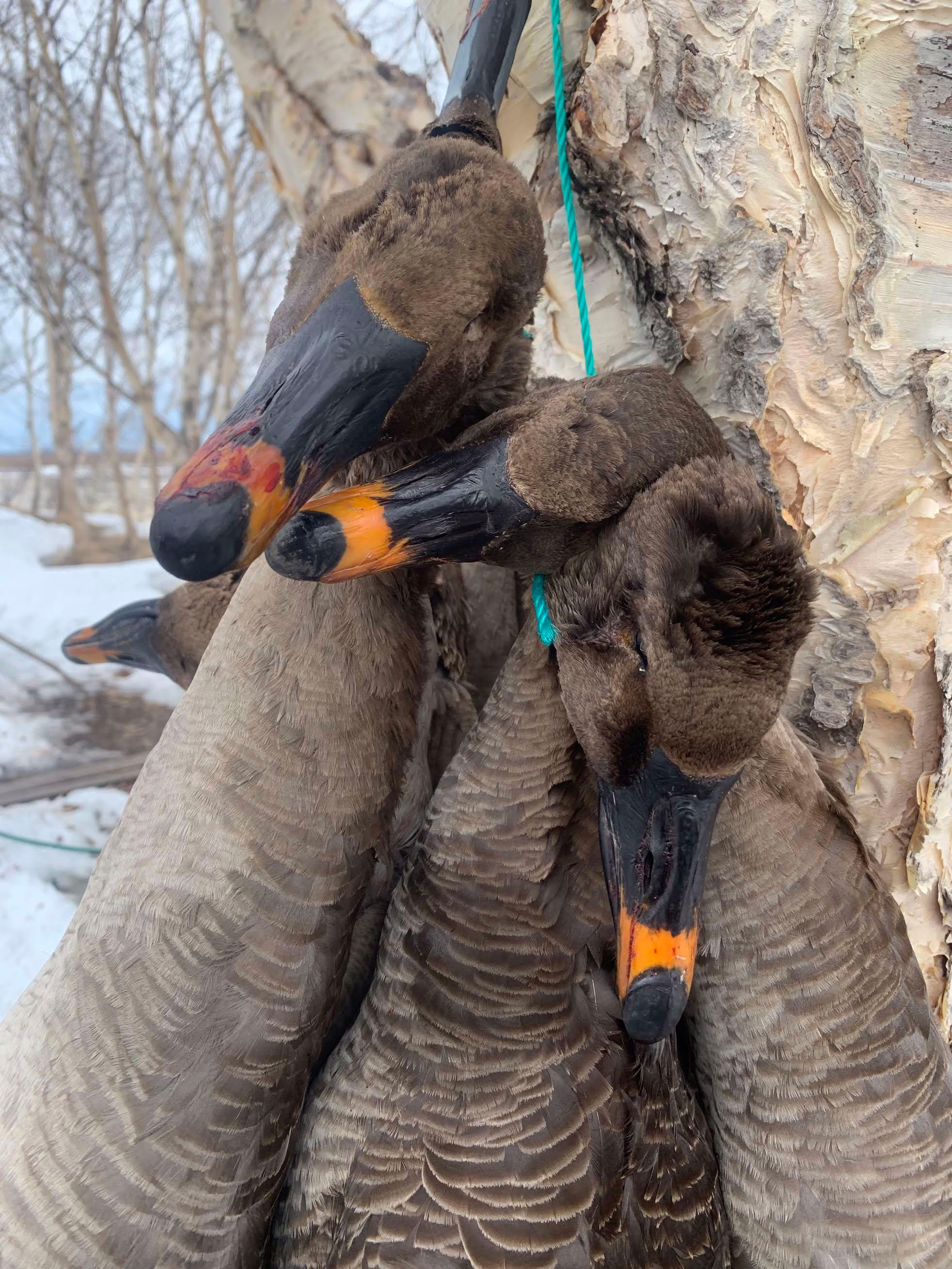 Duck hunting in Russia is often as much an adventure as a big game hunting.