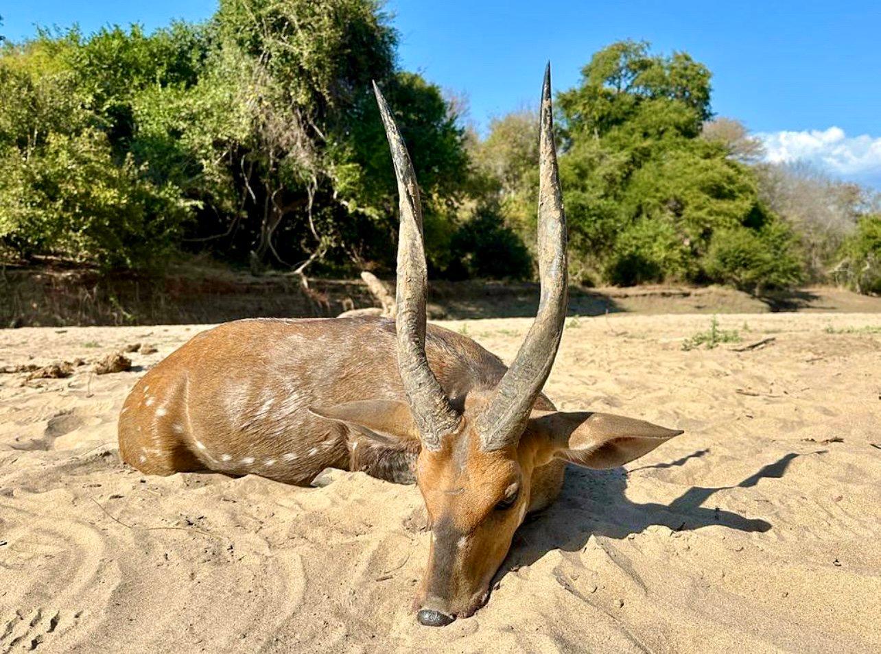 Bushbuck Hunting in Africa: season, methods, place, price.