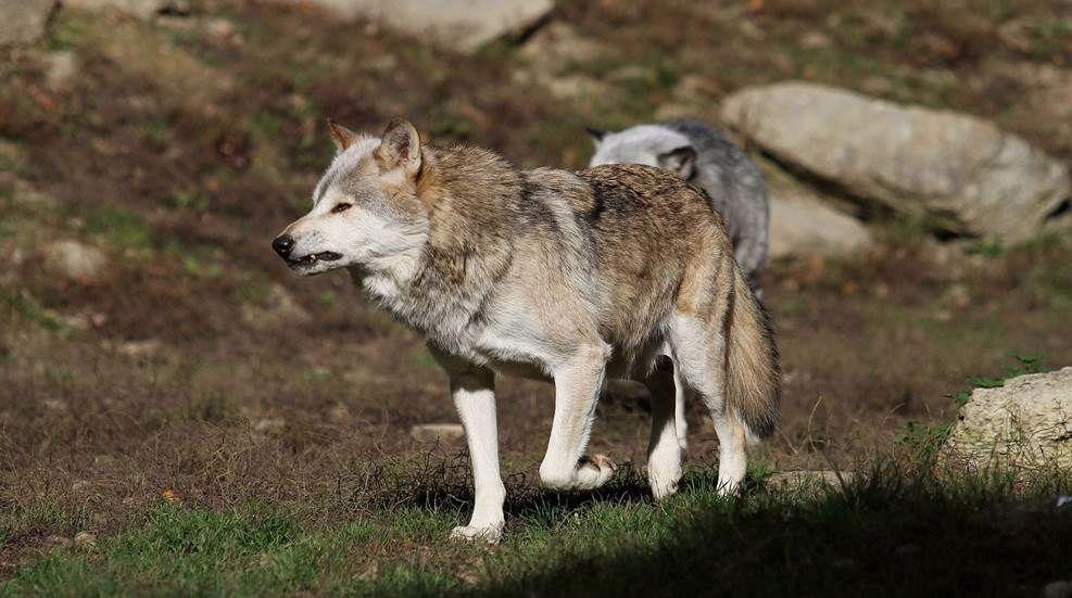 Your National Rifle Association (NRA) has joined Safari Club International (SCI) and 22 other conservation organizations, representing millions of sportsmen and women across the country, in a letter to Interior Secretary Deb Haaland.