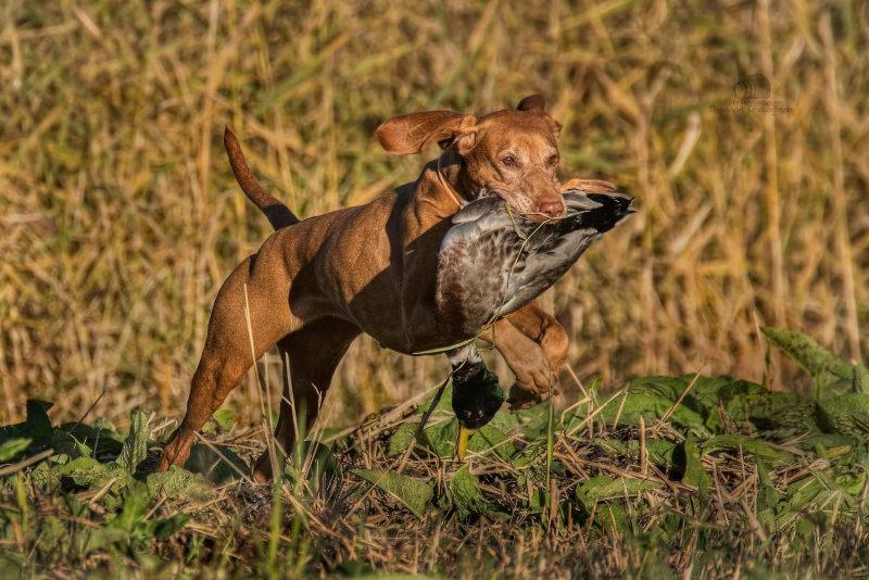 🐰🐕‍🦺🦆A rusty world in a rusty sun.😁🐾☀️