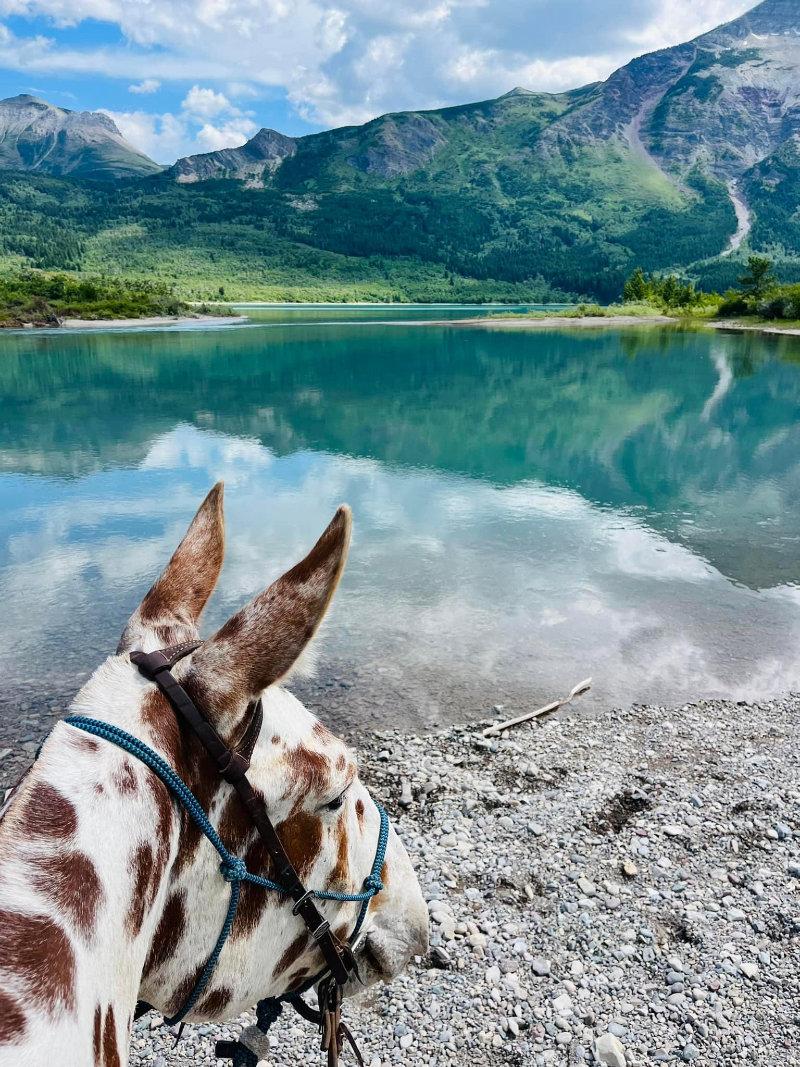 Out riding in Waterton Park in Albert, Canada