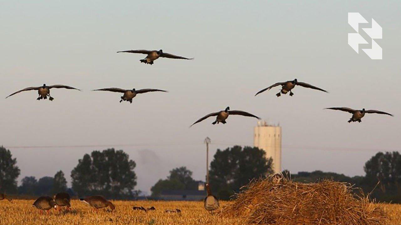 Tease the geese