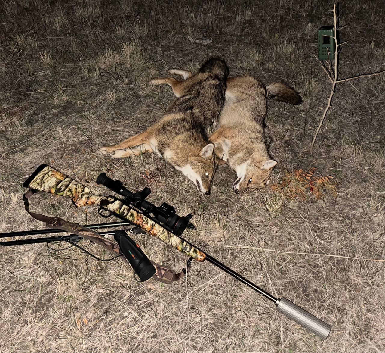 Successful jackal hunt in Stavropol Krai