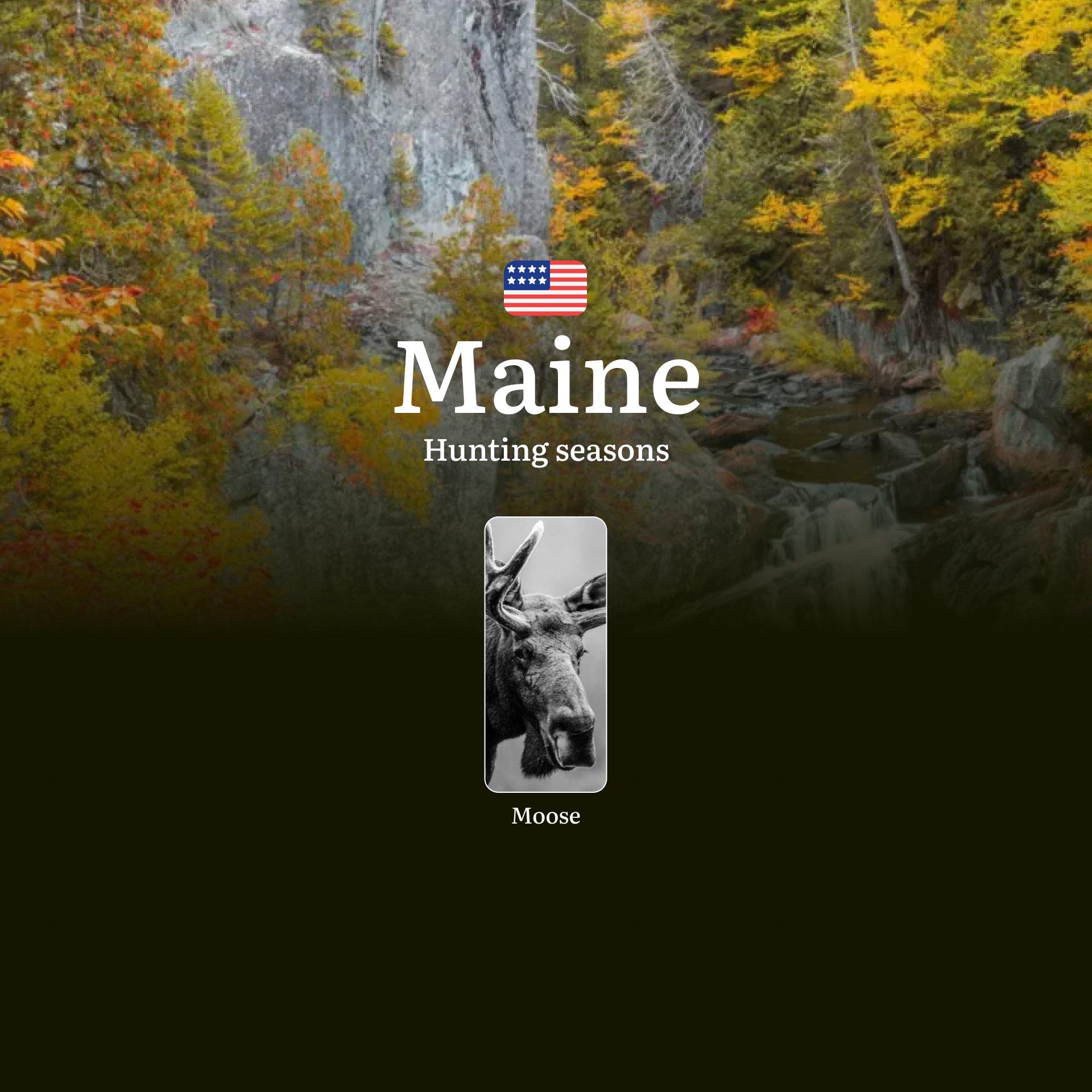 Moose Hunting Seasons in Maine, USA: Hunting Seasons, Opening and Closing Dates, Licenses, Rules and Restrictions