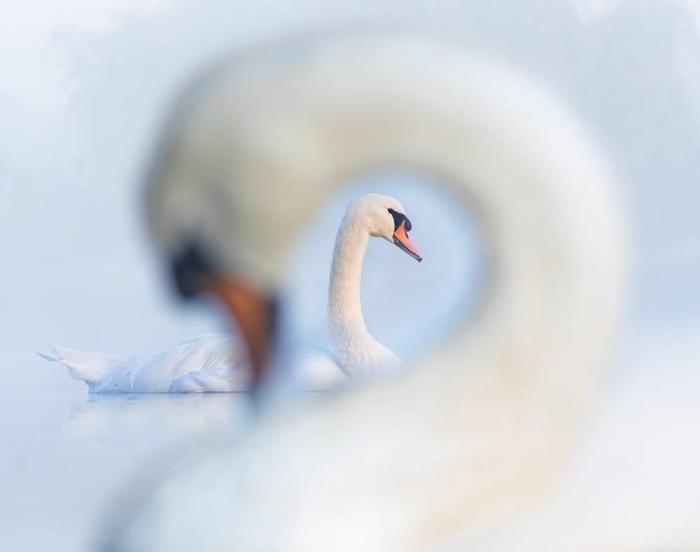 🐦: The winners of the world competition "Bird Photographer of the Year 2024" have been announced.