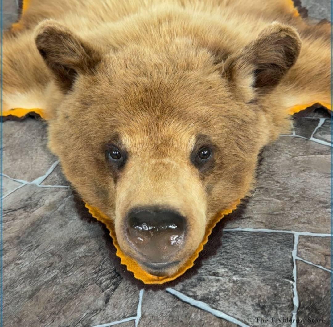 BROWN BEAR FULL-SIZE TAXIDERMY RUG FOR SALE