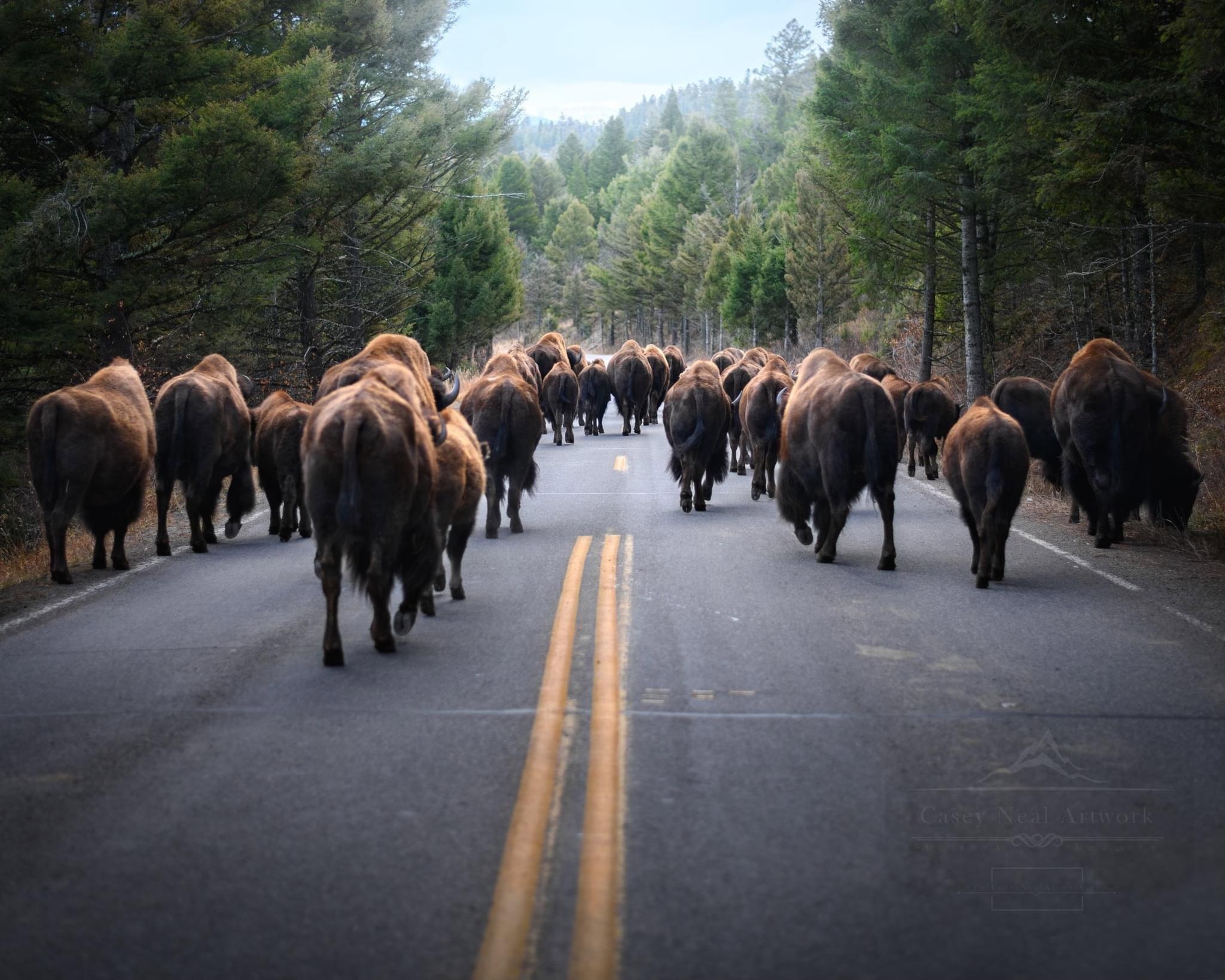The Yellowstone Travelers,