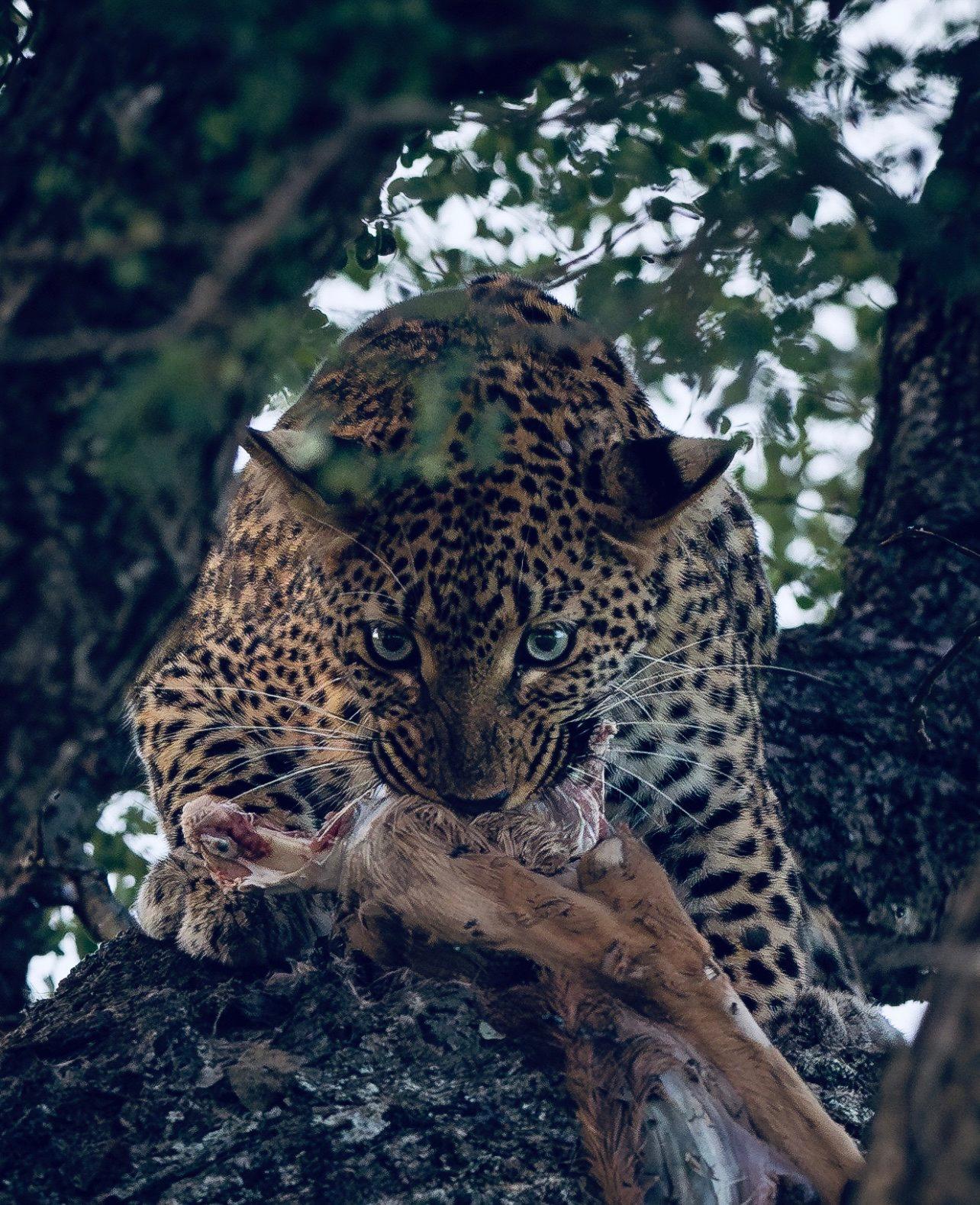 Leopard Hunting in Cameroon: A Hunter's Guide