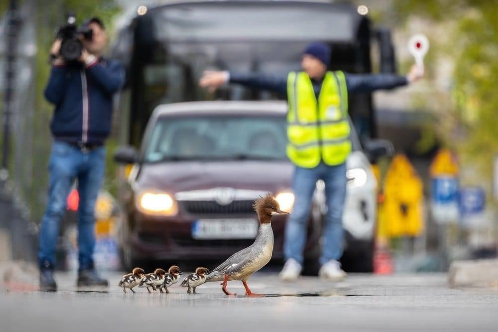 🐦: The winners of the world competition "Bird Photographer of the Year 2024" have been announced.