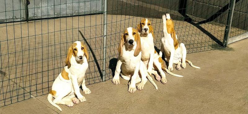 Chiots.
