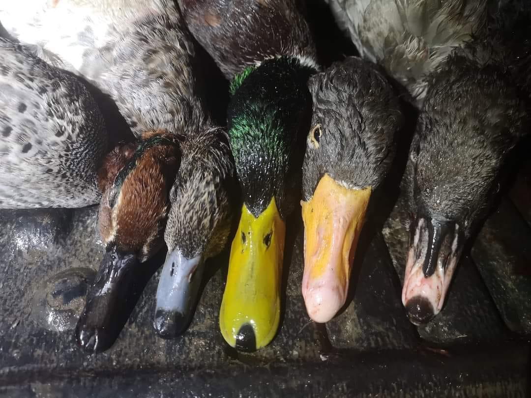 Ducks and geese season in Scotland is finish now .