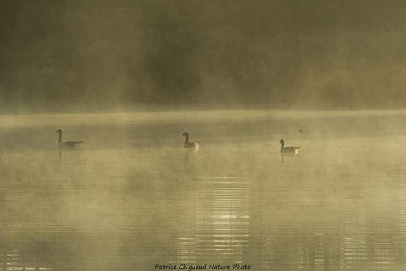 Coucou les amis petite sortie samedi matin au Marais de Bonnance avec une belle brume et un beau soleil qui donne des photos d'ambiance.