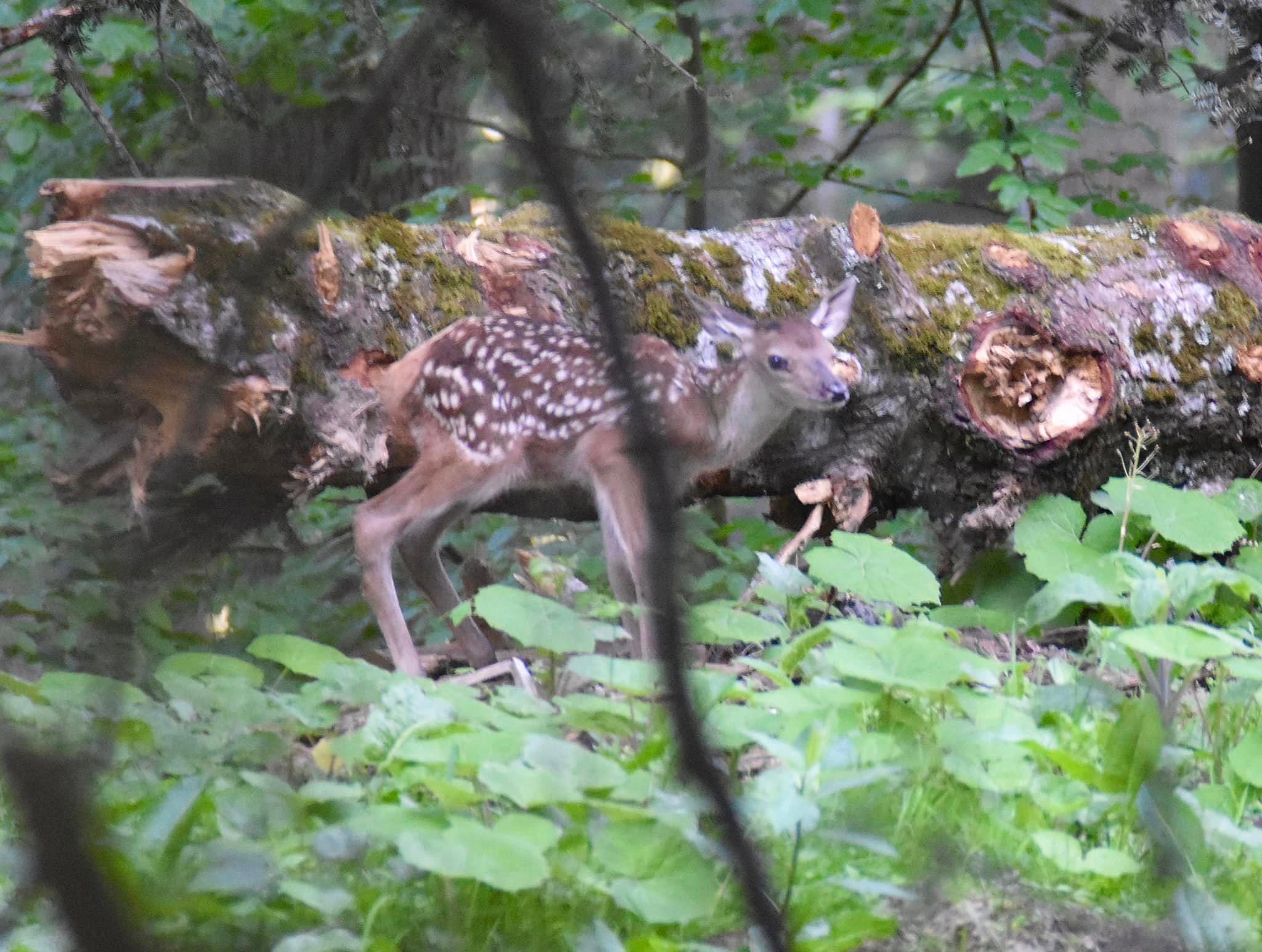 Bambi, au bord d’un chemin 😀￼ Petit rappel, ne jamais les toucher!