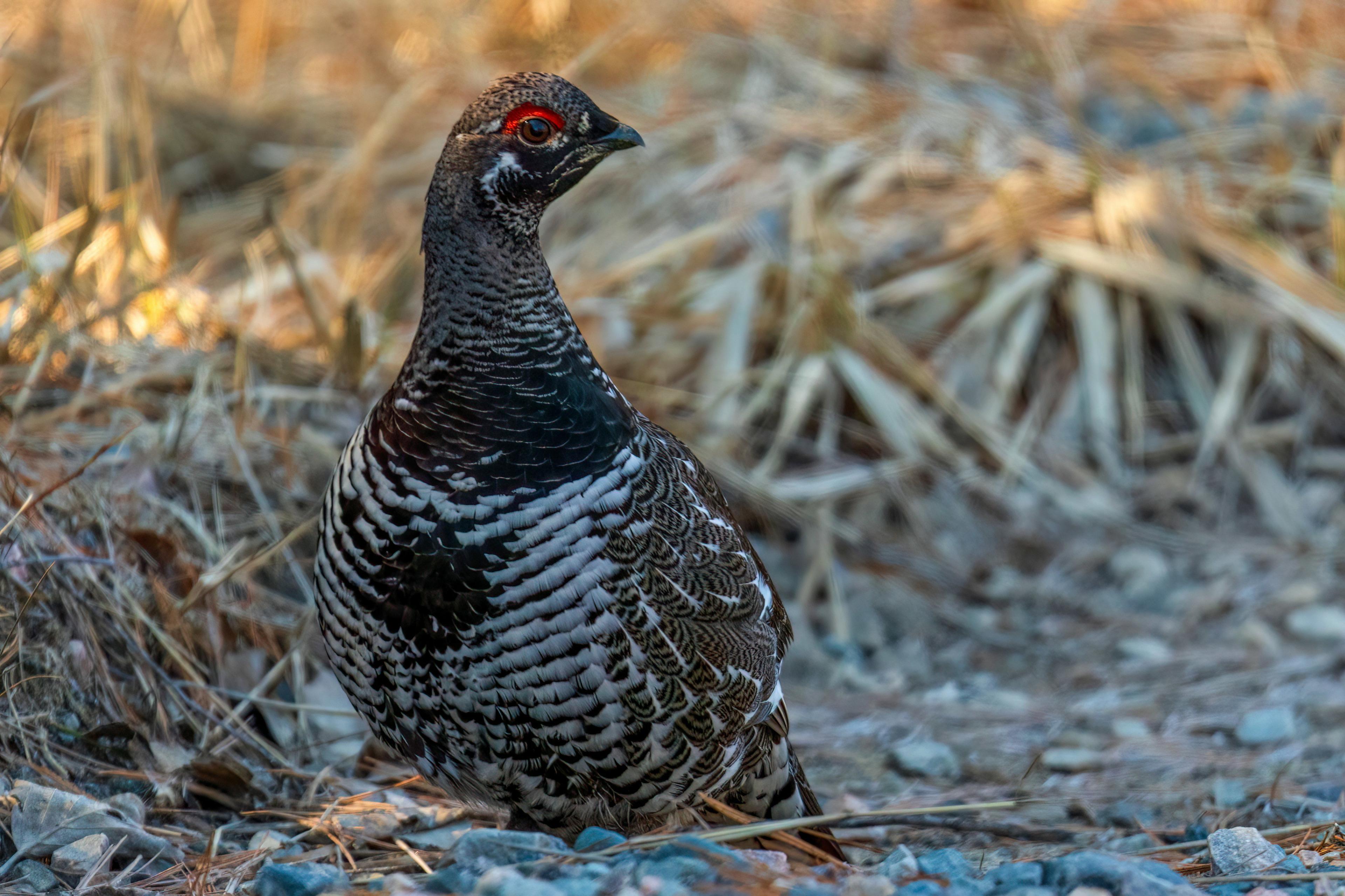 Hunting in the ABITIBI-TÉMISCAMINGUE Region: Explore the Hunting Seasons and Rich Traditions of the Area, Laws, Clubs and Demographics