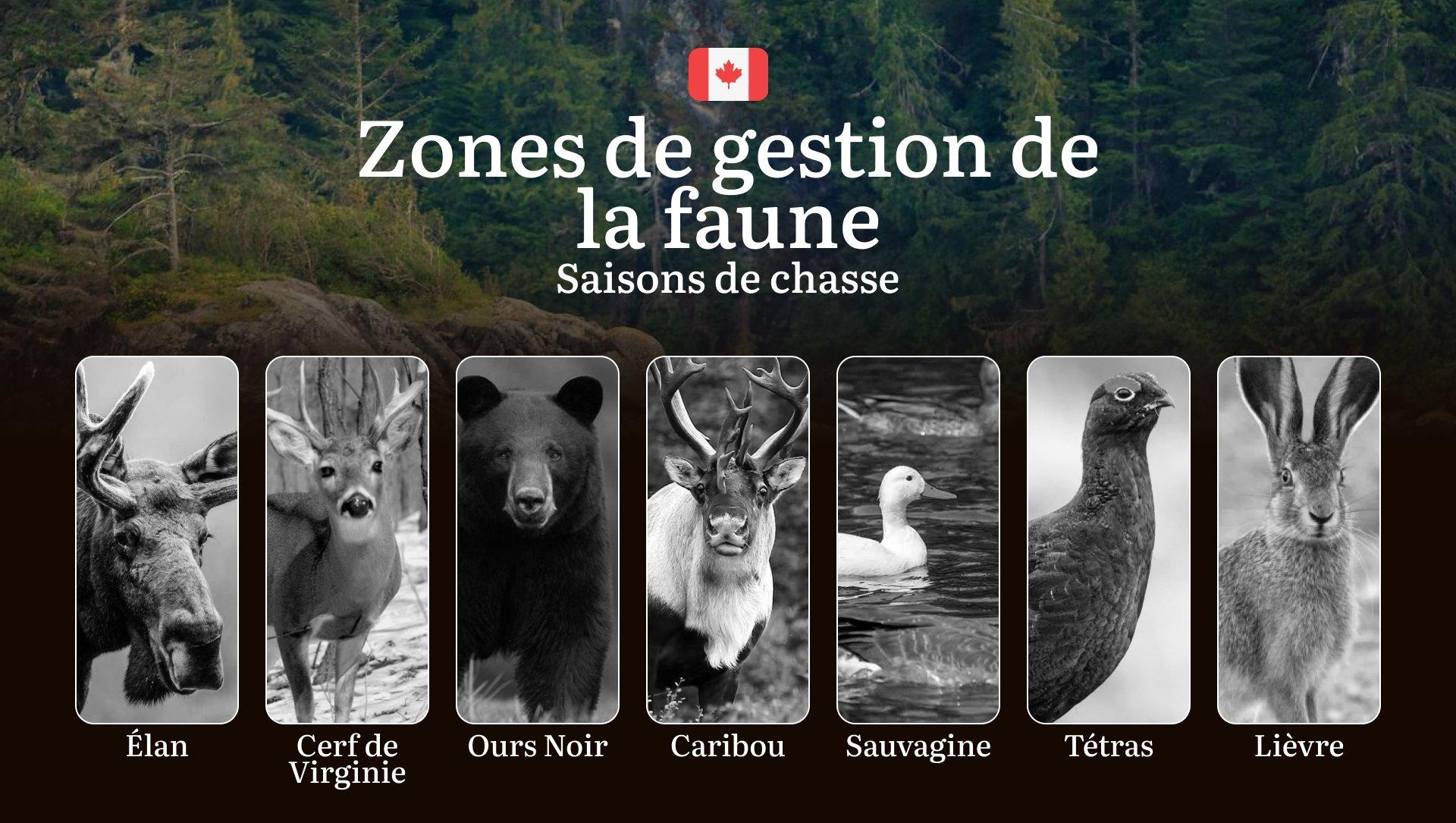Les périodes de chasse dans les ZONES DE GESTION DE LA FAUNE: dates officielles, obtention des permis, réglementation stricte et périodes optimales