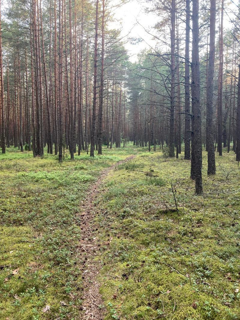 Forest near Lake Naroch
