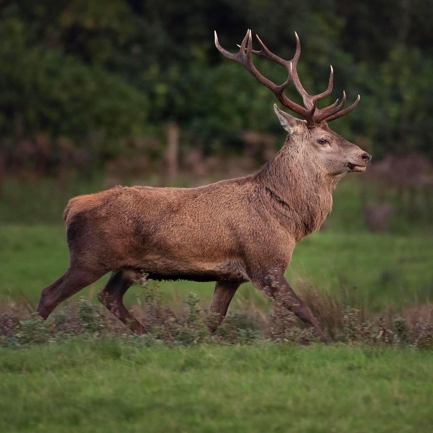 A noble Irish Red stag on the move in Killarney National Park