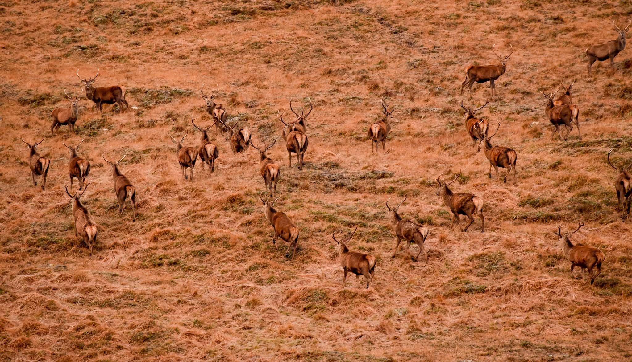 I live in the Scottish highlands and have a passion for stalking red deer  to get as close as possible to capture them in their natural habitat .