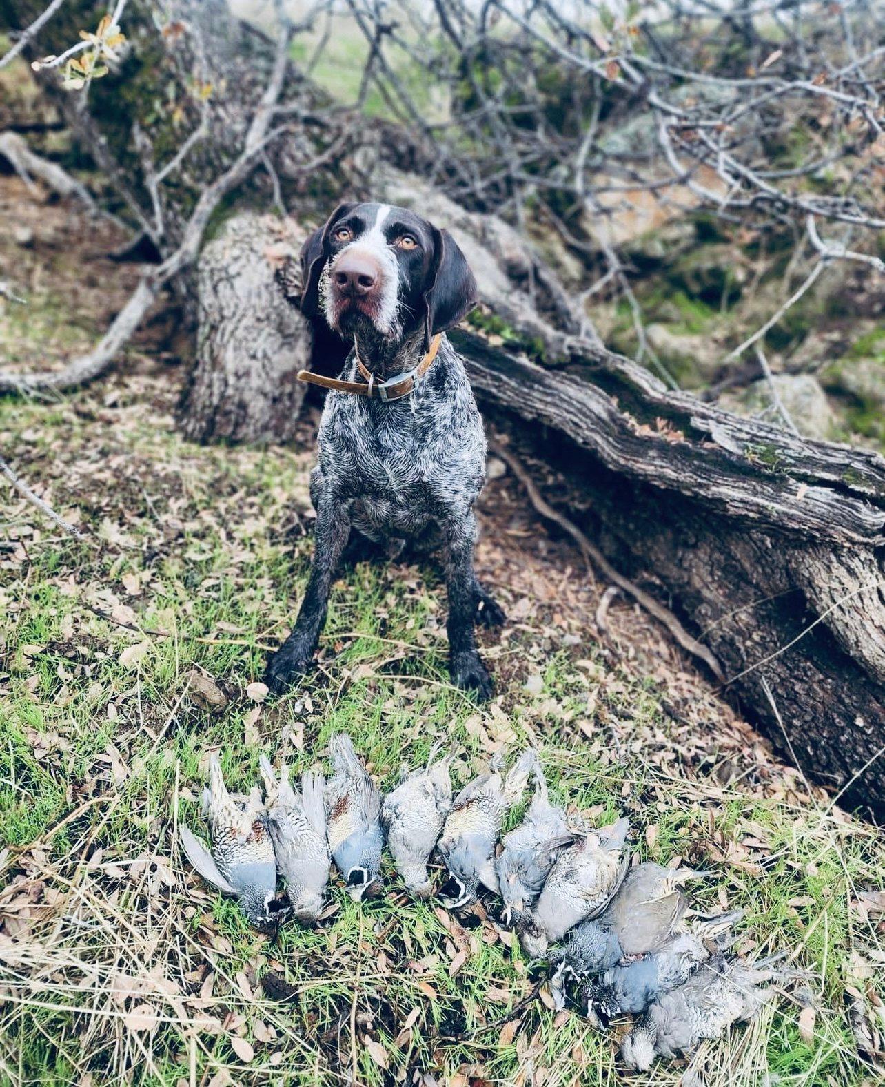 A hunting dog is more than just an aid in the field; they're our loyal companions and best friends.