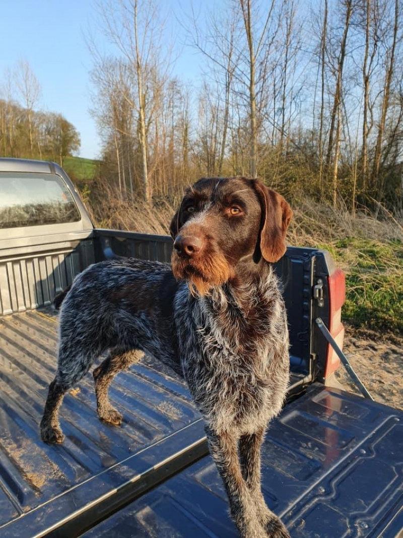 Chiots Drathaar LOF à réserver 