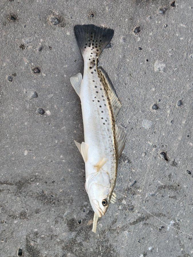 Good day of fishing,the trout were out again and most definitely hungry.