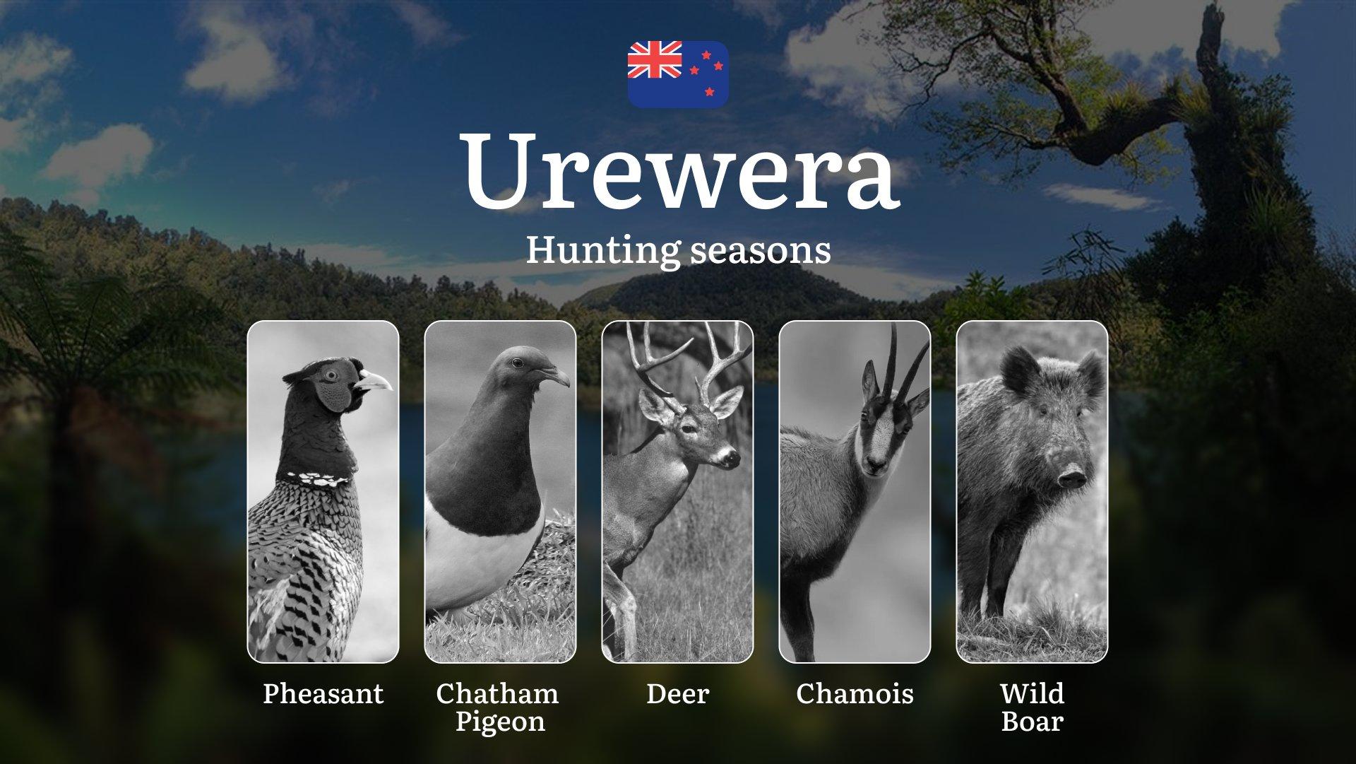 UREWERA Hunting Season: Rules and Timeframes, Documents, Clubs, and Access, Tips from Experienced Hunters