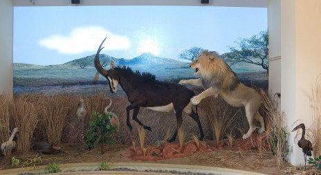 Africké muzeum lovu Dr.