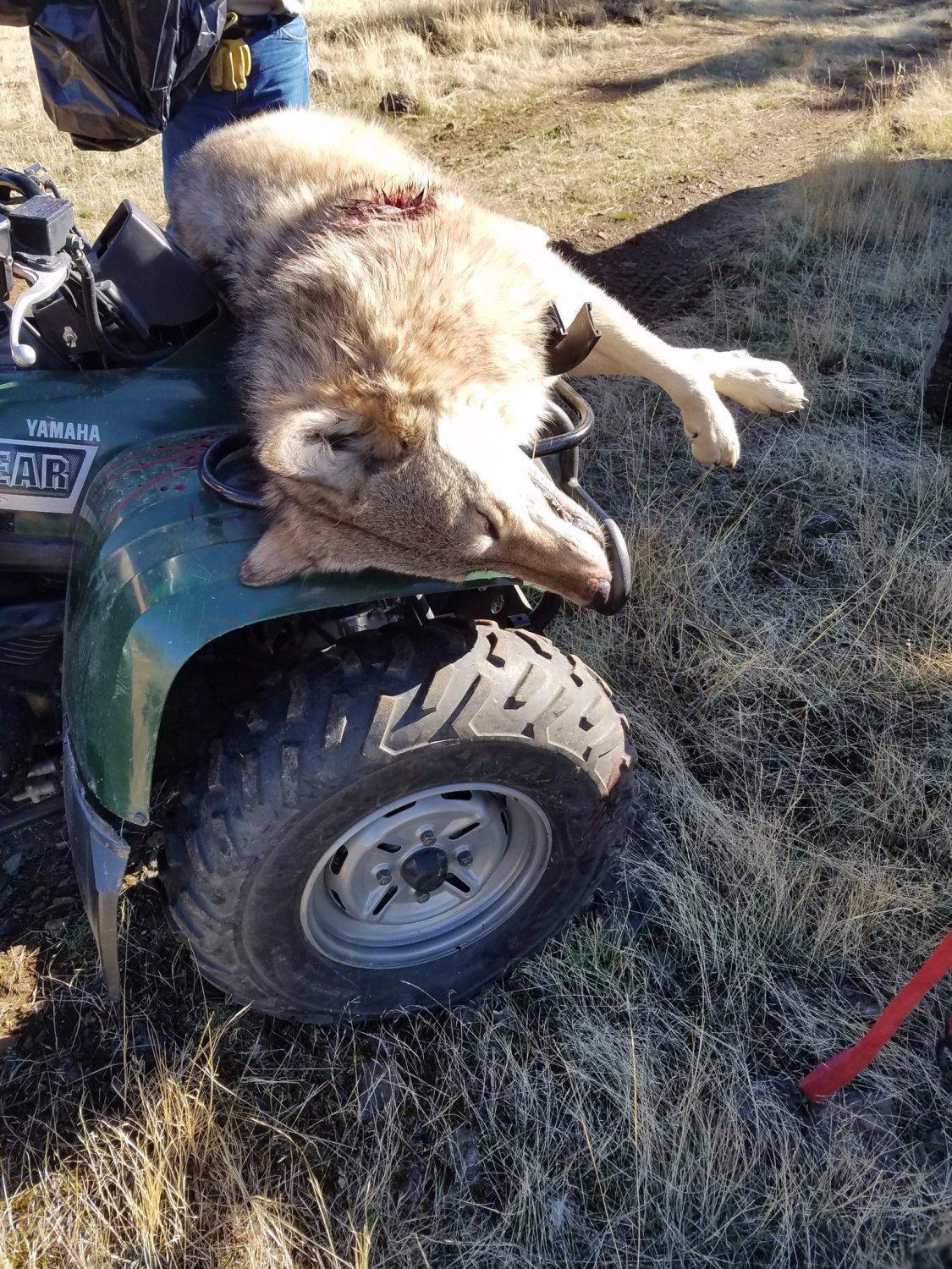 Hunters couldn't ask for better conditions when Wisconsin's annual nine-day gun deer season opens Saturday.
