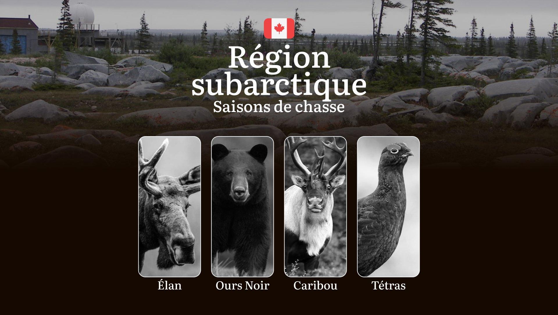Les périodes de chasse en RÉGION SUBARCTIQUE: Ouverture et fermeture des saisons, permis indispensables, réglementations spécifiques et moments clés 