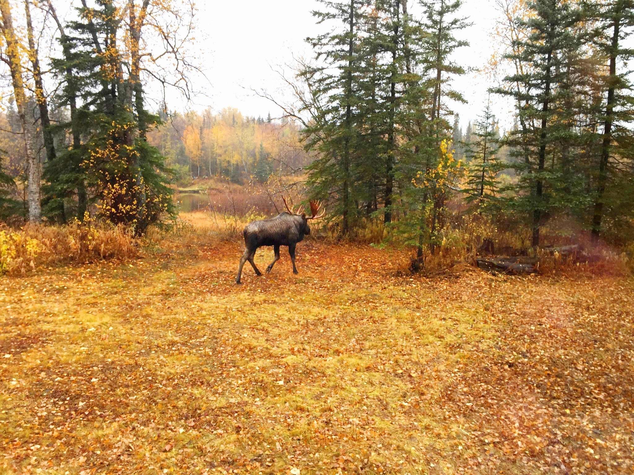 Living in Alaska, another part of our efforts to be self-sufficient is living off the land as much as possible.