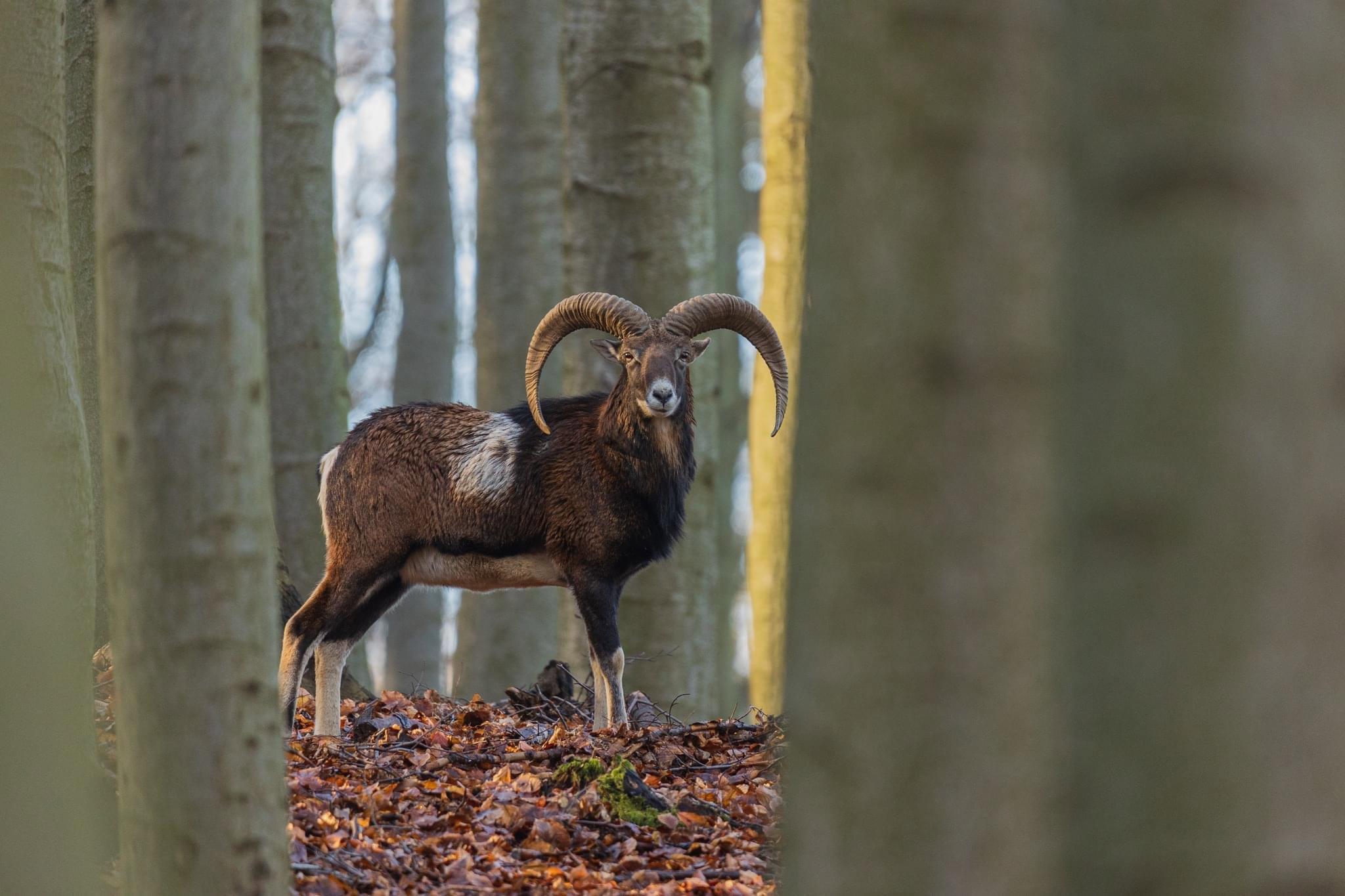 European moufflon (Ovis gmelini musimon)