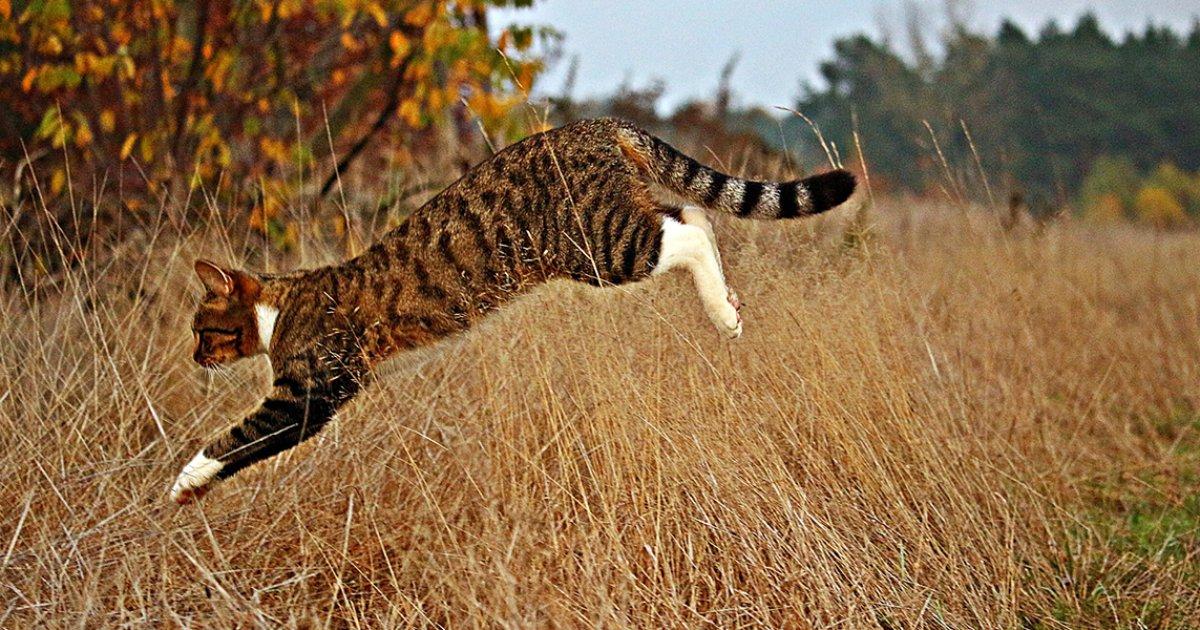 If you have a cat that goes outside, you’re probably no stranger to having dead creatures turn up on your doorstep.