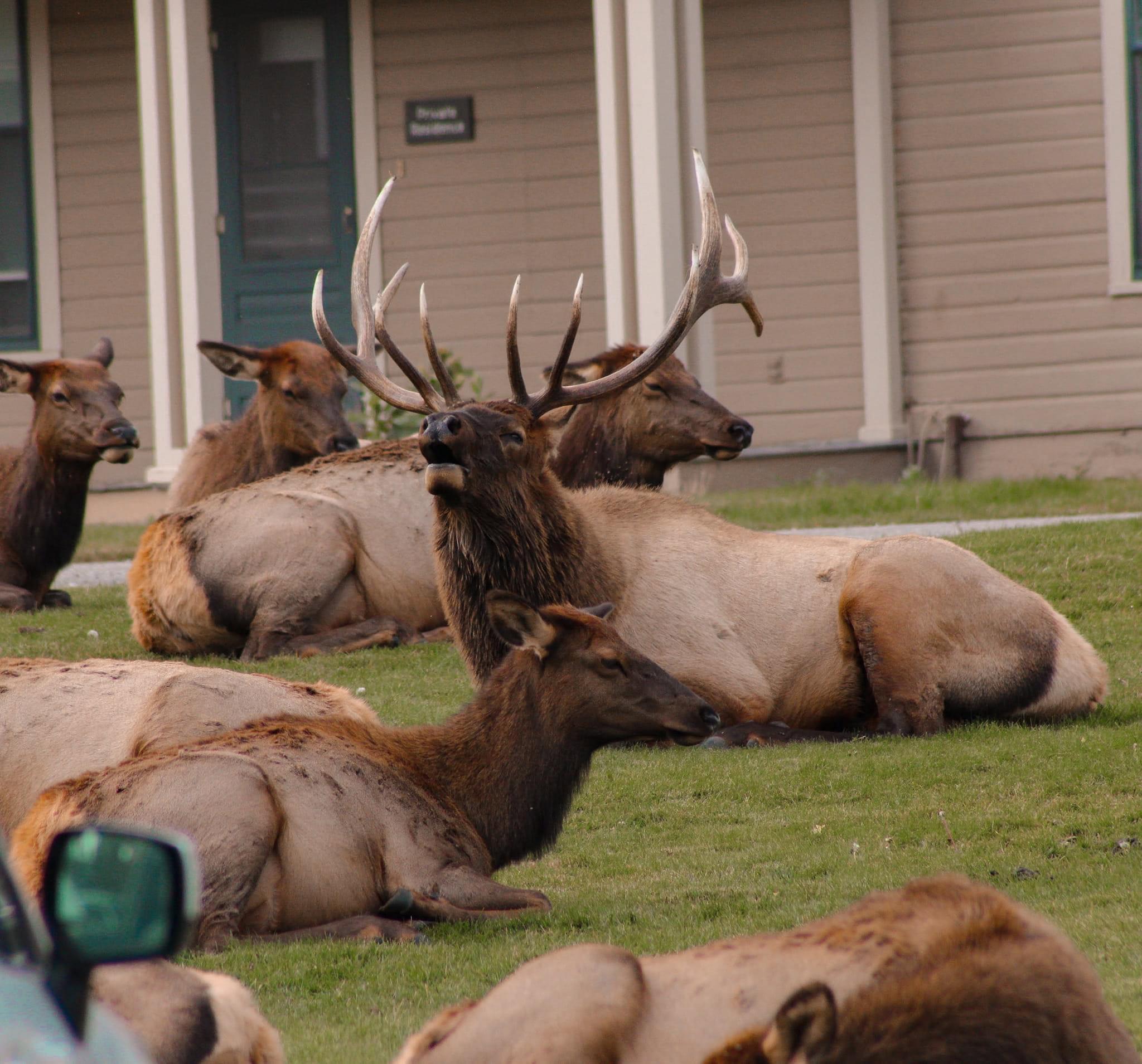 Honeymoon in Yellowstone