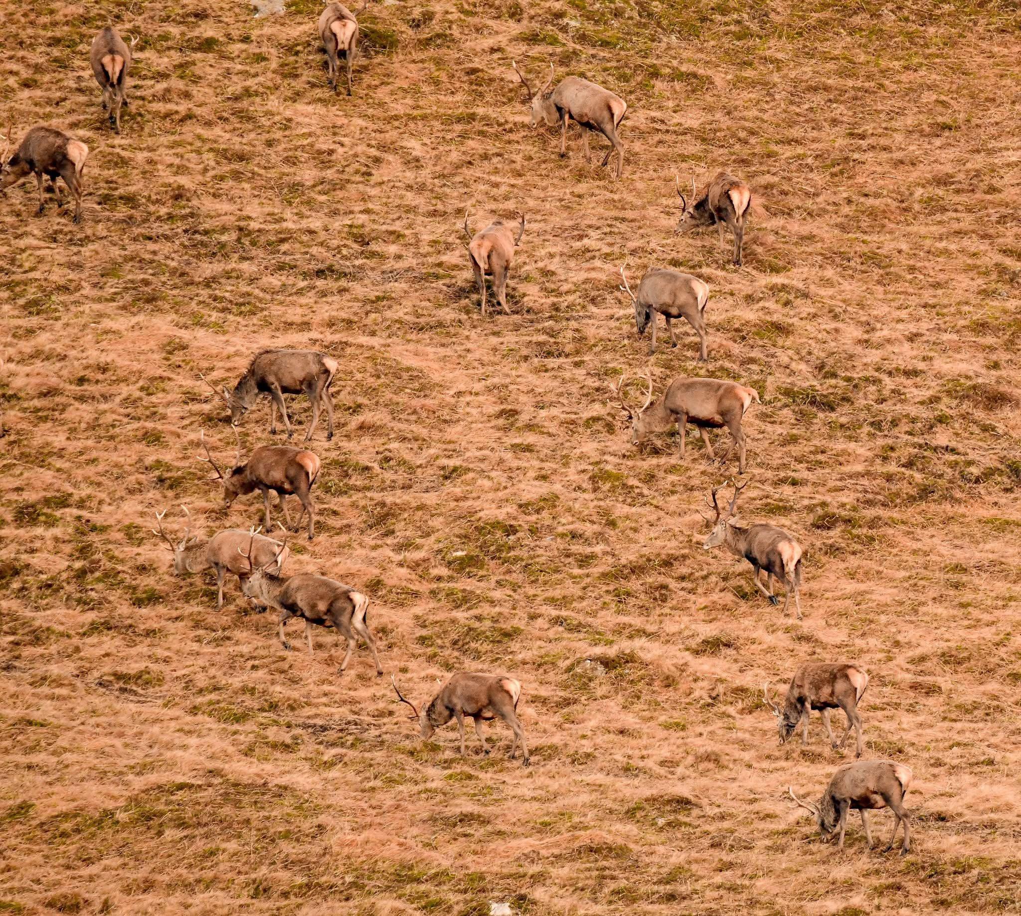 A wander up into the hills in search of Red stags .
