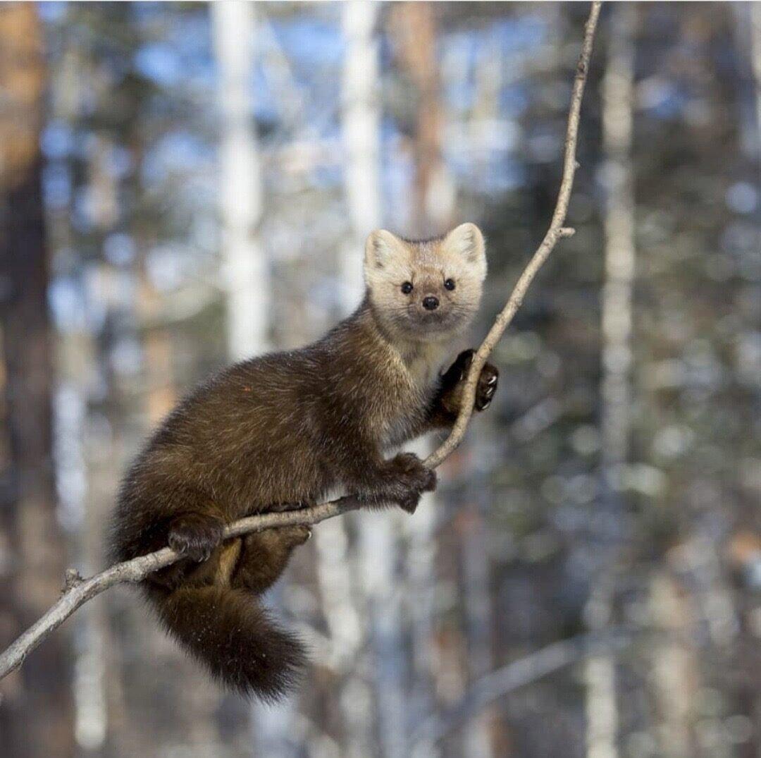 Loom, keda ei näe väga tihti!