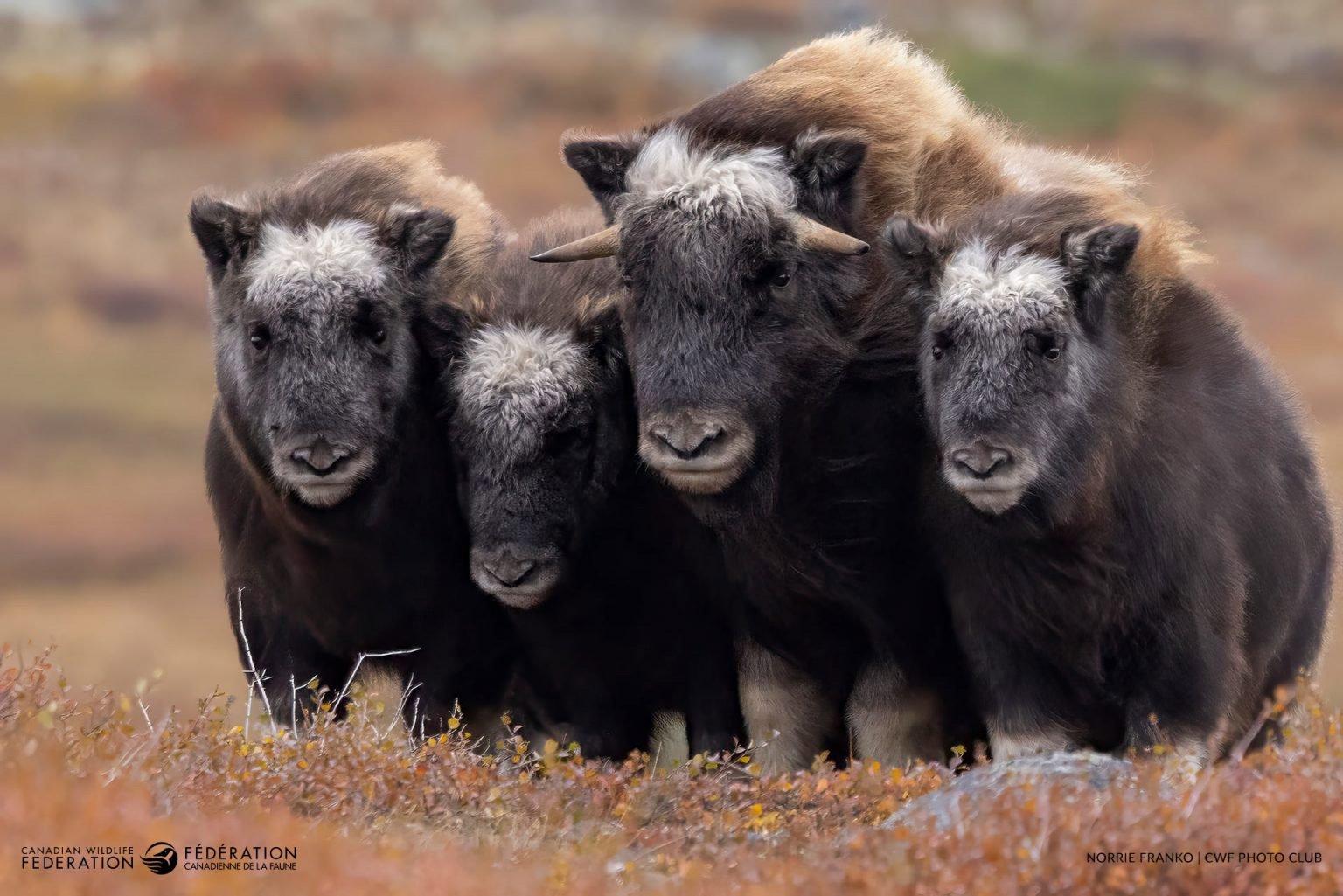 Winners of the 2024 Reflections of Nature Photo Contest.