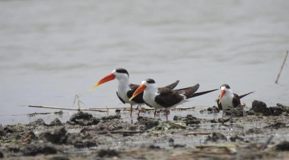 Noted Mumbai-based bird rescuer moves high court to quash hunting charges against him