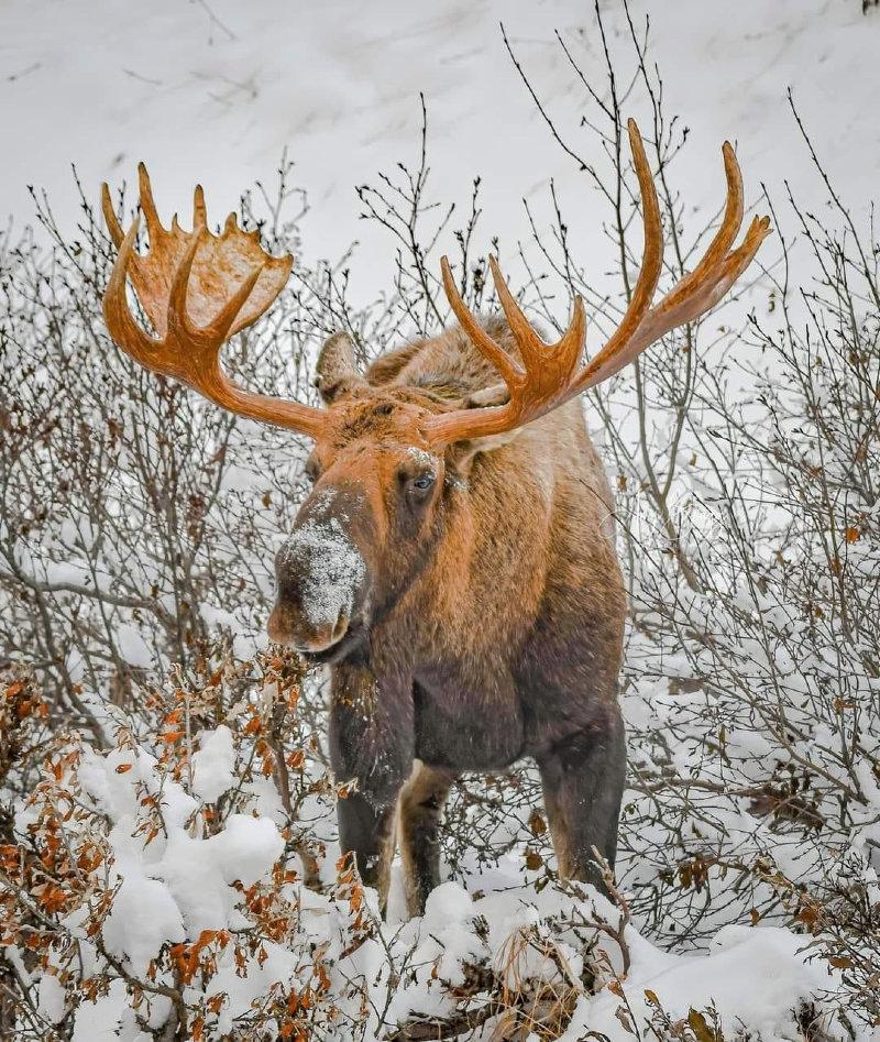 He is very beautiful 🦌❤️