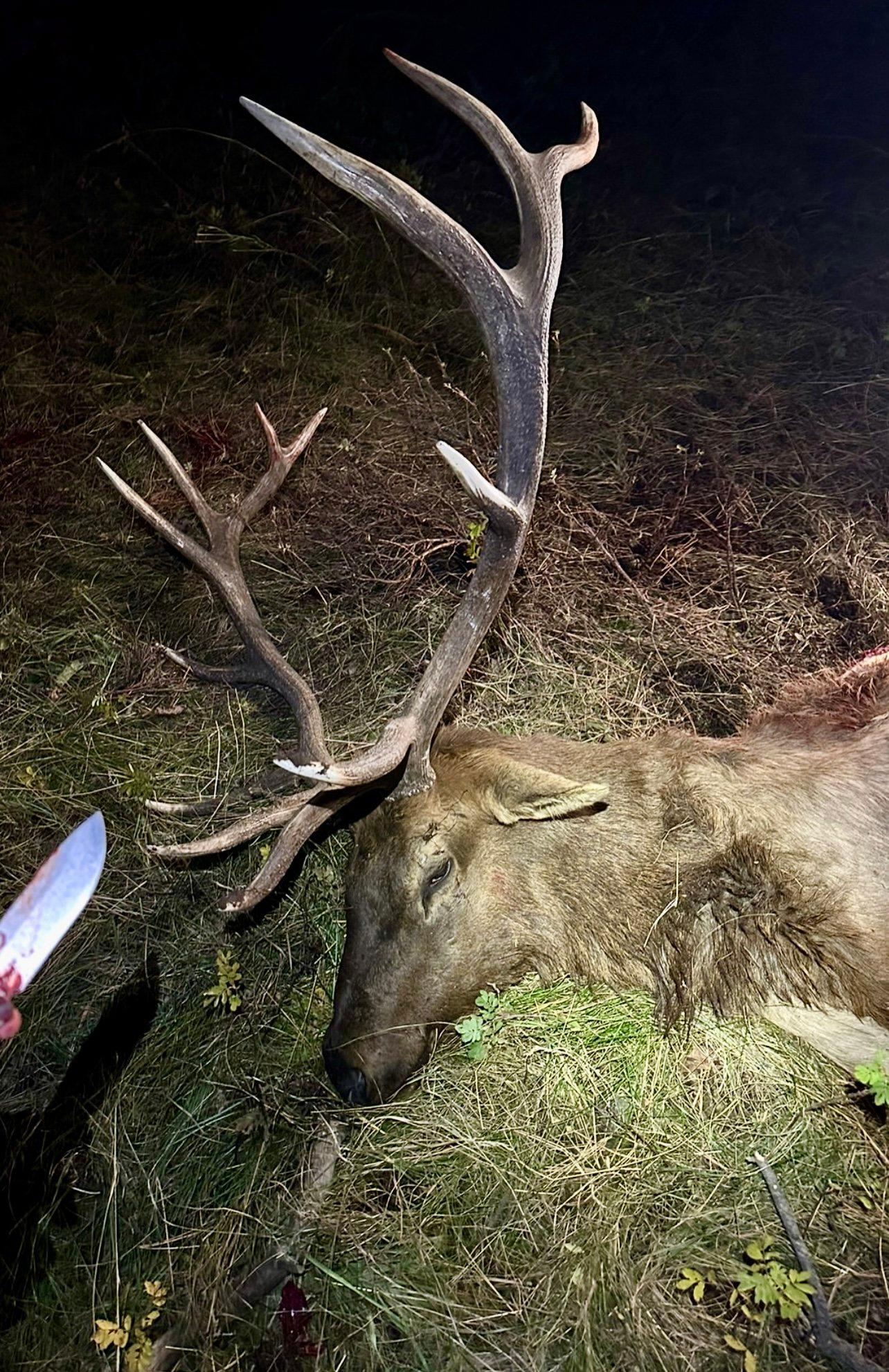 Trophy buck taken down last night — what a hunt!