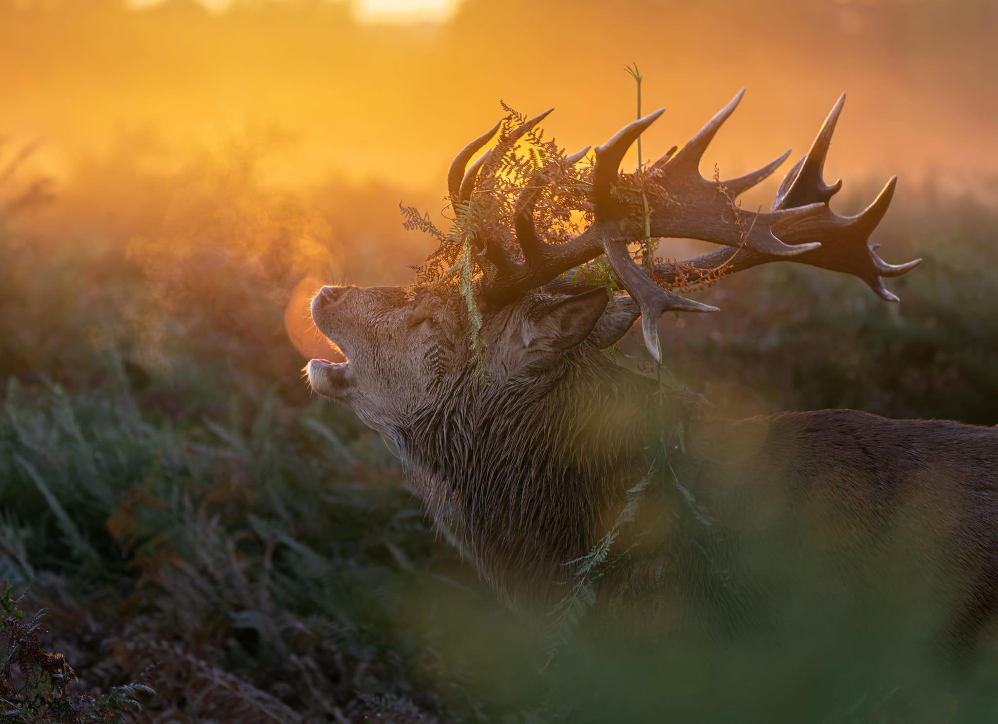 A Brilliant Day Capturing Stags in the Wild