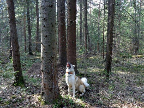 Восточно-сибирская лайка: характеристика, содержание, использование на охоте