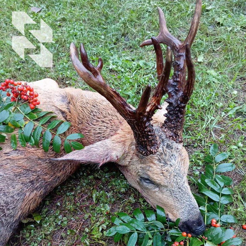 ℹ️ Vrijeme srnjaka počinje 🦌