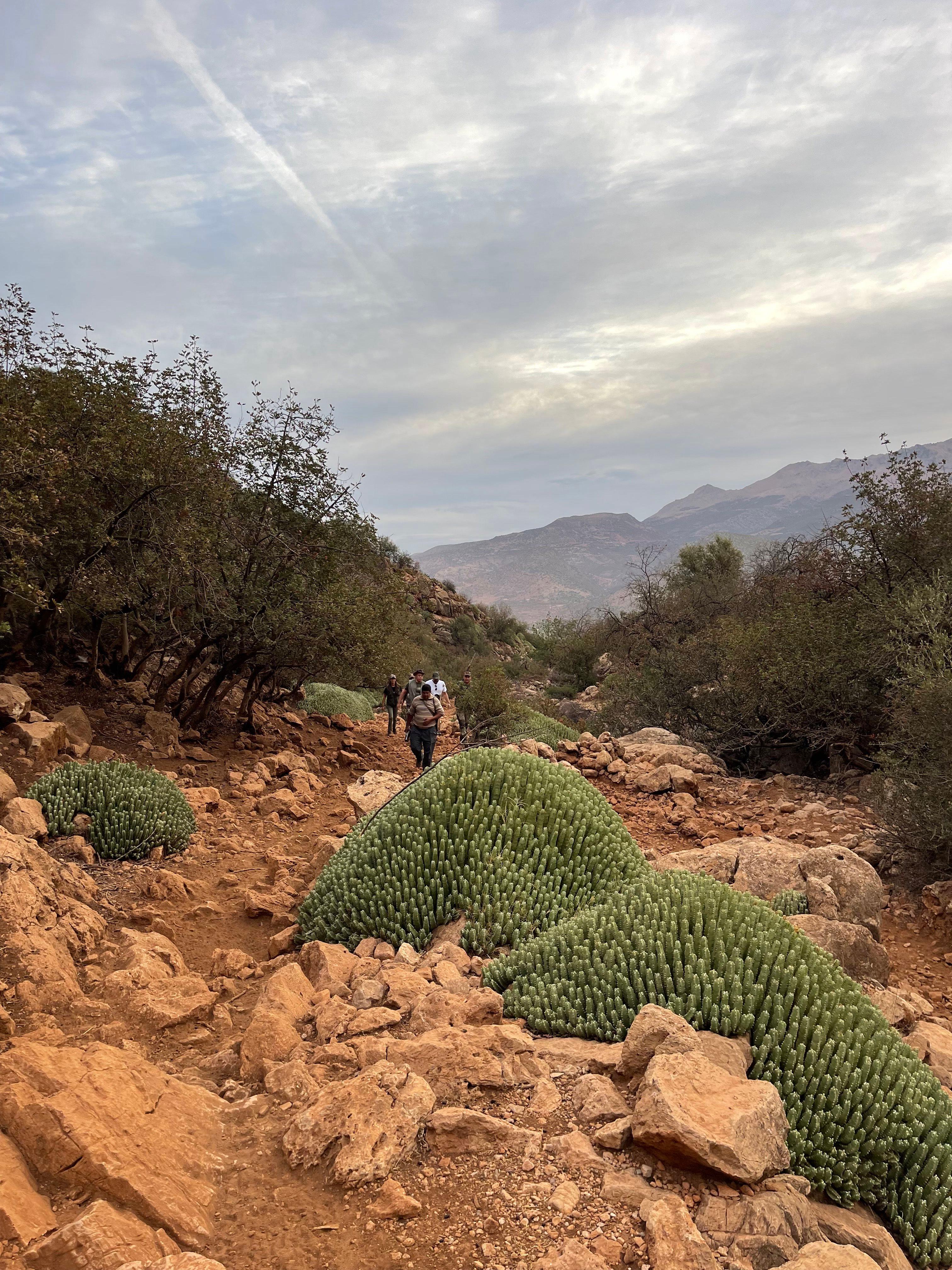 Boar Hunting in Morocco: A Comprehensive Guide part 2