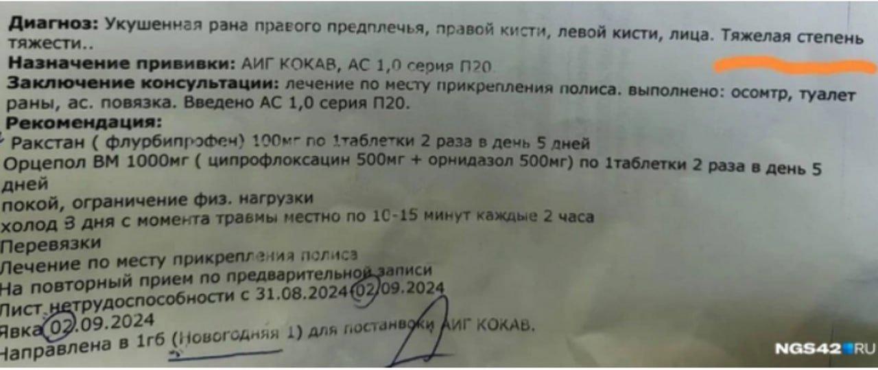 В Кемерове два сибирских хаски разорвали крошечную помчи и хозяйку