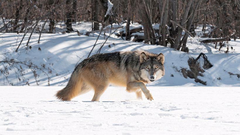 Washington wolf livestock rule change up for comment
