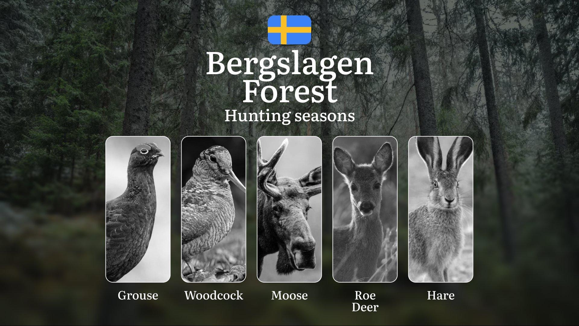 Hunting Periods and Local Rules in BERGSLAGEN FOREST: Species You Can Hunt Throughout the Year, Seasonal Activity of Game, and the Steps to Get a Legal Hunting License in the Region
