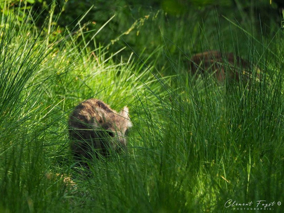 Satanées herbes pour photographier les  marcassins de la Forêt de Mormal 🥰 !