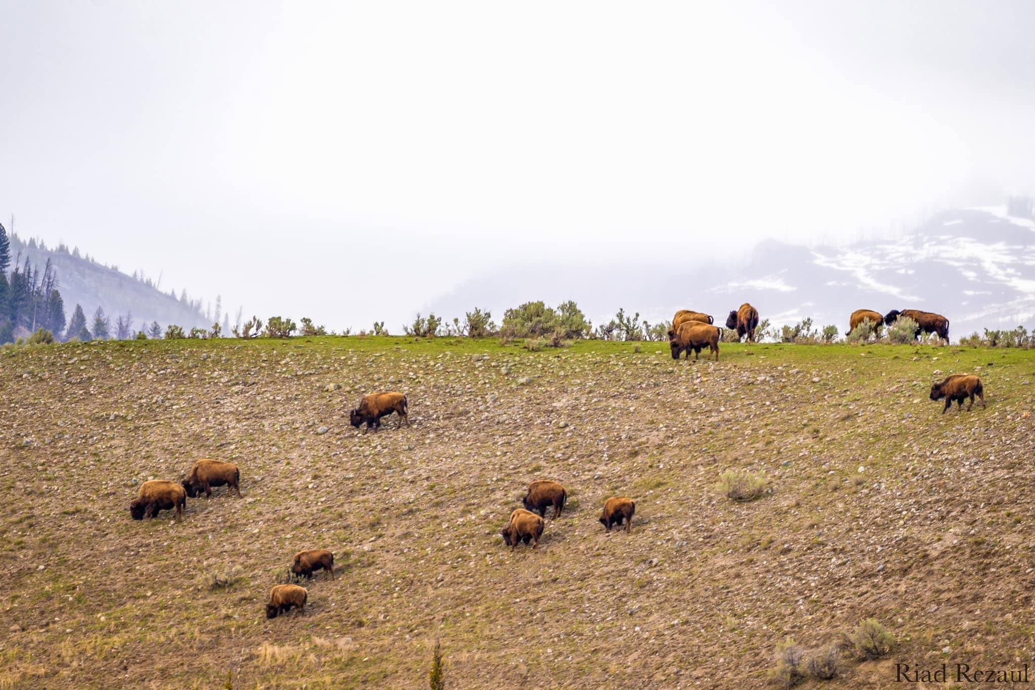 My first time visiting Yellowstone National Park this year.